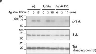 Western Blot: TPT1/TCTP Antibody (2A3) [H00007178-M06]