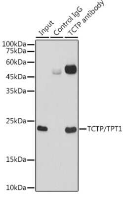 Immunoprecipitation: TPT1/TCTP Antibody (9H7S4) [NBP3-16122]
