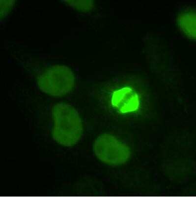 Immunocytochemistry/ Immunofluorescence: TPX2 Antibody [NB500-179]