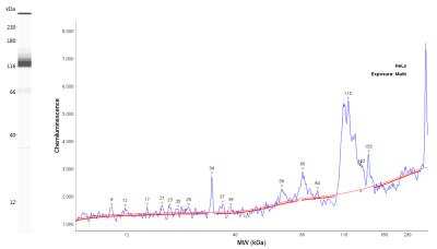 Simple Western: TPX2 Antibody [NB500-179]