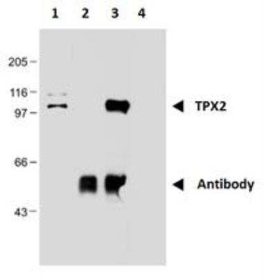 Immunoprecipitation: TPX2 Antibody (TPX2-01) - BSA Free [NBP2-67265]