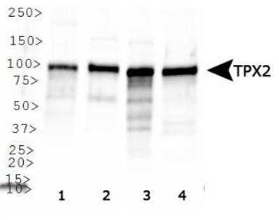 Western Blot: TPX2 Antibody [NB500-179]