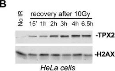 Western Blot: TPX2 Antibody [NB500-184]