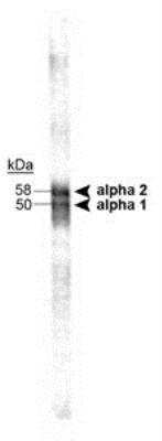 Western Blot: TR alpha/NR1A1/Thyroid Hormone Receptor alpha Antibody (1718) [NB200-318]