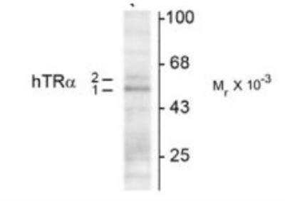 Western Blot: TR alpha/NR1A1/Thyroid Hormone Receptor alpha Antibody (1718) [NB200-318]