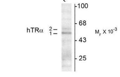 Western Blot: TR alpha/NR1A1/Thyroid Hormone Receptor alpha Antibody (2103) [NB110-93504]