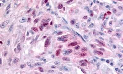 Immunohistochemistry-Paraffin: Rev-erb beta/NR1D2 Antibody - BSA Free [NLS2459]