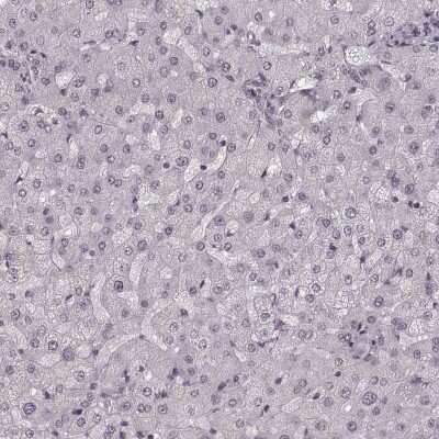 Immunohistochemistry-Paraffin: TR2/NR2C1 Antibody [NBP2-56277]