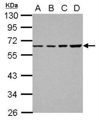 Western Blot: TR2/NR2C1 Antibody [NBP2-19578]