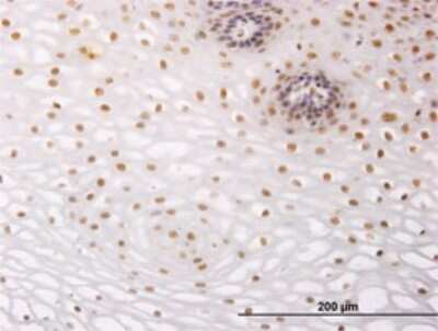 Immunohistochemistry-Paraffin: TR4/NR2C2 Antibody (2A5) [H00007182-M01]