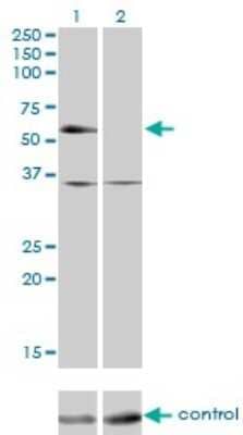 Western Blot: TR4/NR2C2 Antibody (2A5) [H00007182-M01]