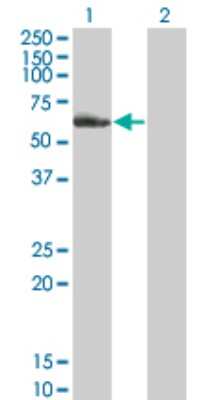 Western Blot: TR4/NR2C2 Antibody (2A5) [H00007182-M01]