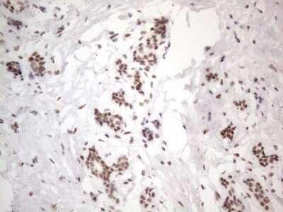 Immunohistochemistry: TR4/NR2C2 Antibody (OTI4B1) [NBP2-46228]