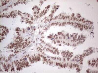 Immunohistochemistry: TR4/NR2C2 Antibody (OTI4B1) - Azide and BSA Free [NBP2-74577]