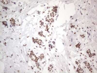 Immunohistochemistry: TR4/NR2C2 Antibody (OTI4B1) - Azide and BSA Free [NBP2-74577]