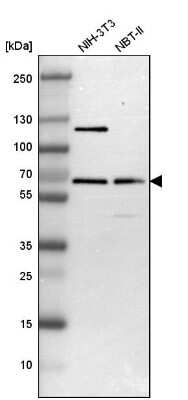 Western Blot: TR4/NR2C2 Antibody [NBP1-81658]