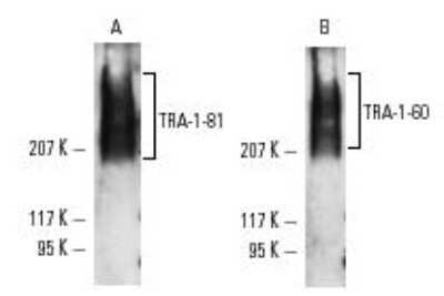 Western Blot: TRA-1-60(R) Antibody (TRA-1-60)Azide and BSA Free [NBP2-80985]