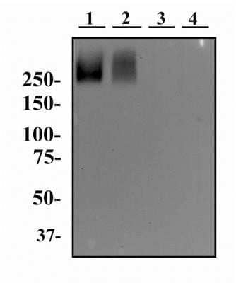 Western Blot: TRA-1-60(R) Antibody (TRA-1-60)Azide and BSA Free [NBP2-80985]