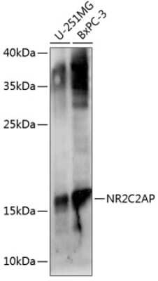 Western Blot: TRA16 AntibodyAzide and BSA Free [NBP2-95151]