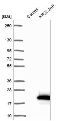 Western Blot: TRA16 Antibody [NBP1-92526]