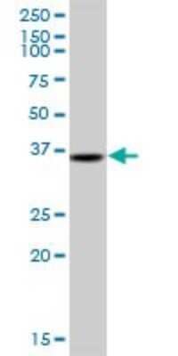Western Blot: TRA2A Antibody [H00029896-B01P]