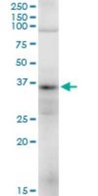 Western Blot: TRA2A Antibody [H00029896-B01P]