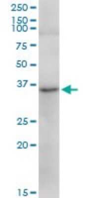 Western Blot: TRA2A Antibody [H00029896-B01P]