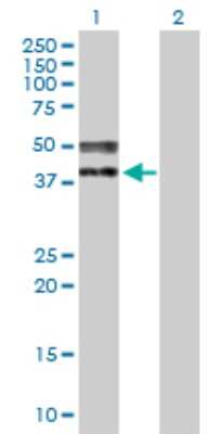 Western Blot: TRA2A Antibody [H00029896-B01P]