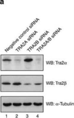 Knockdown Validated: TRA2A Antibody [H00029896-B01P]