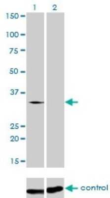 Western Blot: TRA2B Antibody (7A1) [H00006434-M01]