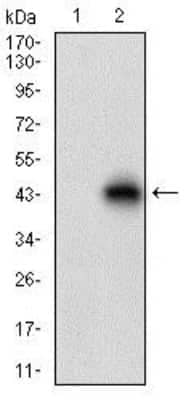 Western Blot: TRACP/PAP/ACP5 Antibody (7E6A11)BSA Free [NBP2-37337]