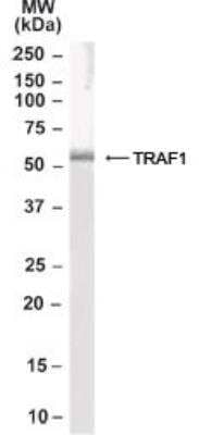 Western Blot: TRAF-1 Antibody [NB100-2822]