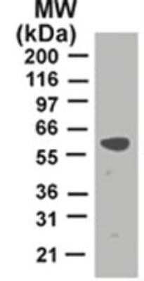 Western Blot: TRAF-2 Antibody (33A1293)Azide and BSA Free [NBP2-80987]