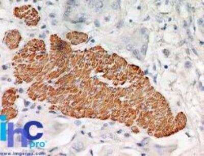 Immunohistochemistry-Paraffin: TRAF-2 Antibody (33A1293) - BSA Free [NB100-56715]