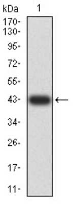 Western Blot: TRAF-2 Antibody (4A12D9)BSA Free [NBP2-61662]