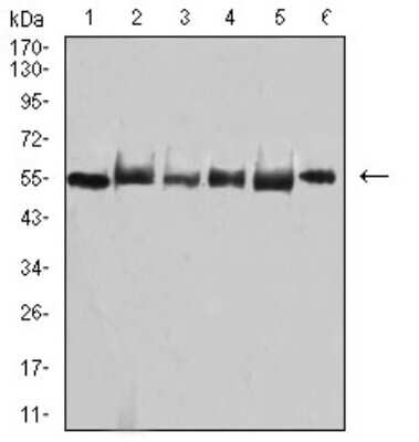 Western Blot: TRAF-2 Antibody (4A12D9)BSA Free [NBP2-61662]