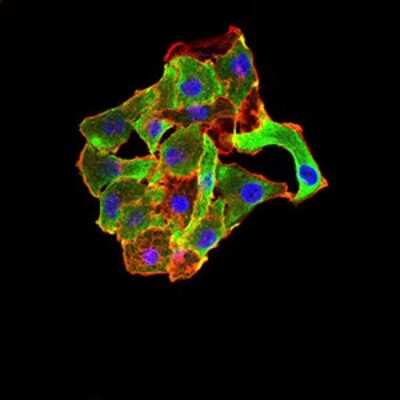 Immunocytochemistry/ Immunofluorescence: TRAF-2 Antibody (5C2C3) - BSA Free [NBP2-61661]