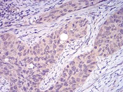 Immunohistochemistry: TRAF-2 Antibody (5C2C3) - BSA Free [NBP2-61661]
