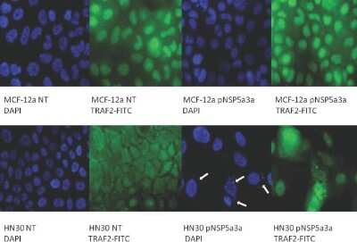 Immunocytochemistry/ Immunofluorescence: TRAF-2 Antibody [NB100-56173]