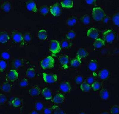 Immunocytochemistry/ Immunofluorescence: TRAF-2 Antibody - BSA Free [NBP1-77248]