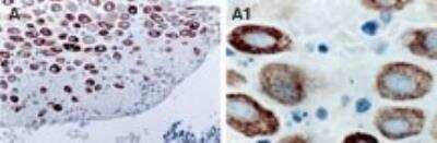 Immunohistochemistry: TRAF-2 Antibody [NB100-56173]