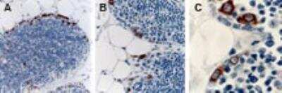 Immunohistochemistry-Paraffin: TRAF-2 Antibody [NB100-56172]