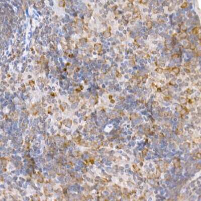 Immunohistochemistry-Paraffin: TRAF-2 Antibody - BSA Free [NBP3-03438]