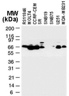 Western Blot: TRAF-2 Antibody [NB100-56173]