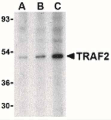 Western Blot: TRAF-2 AntibodyBSA Free [NBP1-77248]