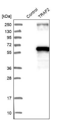 Western Blot: TRAF-2 Antibody [NBP1-86914]