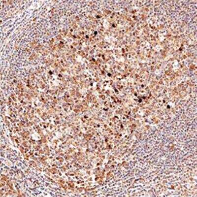 Immunohistochemistry-Paraffin: TRAF-3 Antibody [NB100-56176]