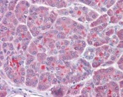 Immunohistochemistry-Paraffin: TRAF-3 Antibody [NB100-56654]