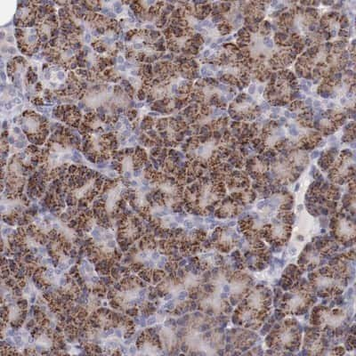 Immunohistochemistry-Paraffin: TRAF-3 Antibody [NBP1-86639]