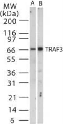 Western Blot: TRAF-3 Antibody [NB100-56654]